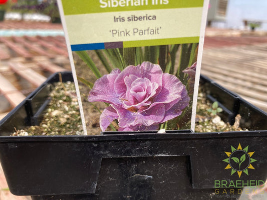 Pink parfait Siberian Iris