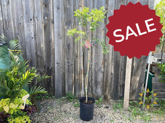 Tinkerbelle® Lilac Tree- Tree for sale, Grown in Grande Prairie -Braeheid Gardens Ltd. on Emerson Trail