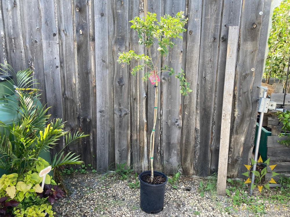 Tinkerbelle® Lilac Tree- Tree for sale, Grown in Grande Prairie -Braeheid Gardens Ltd. on Emerson Trail