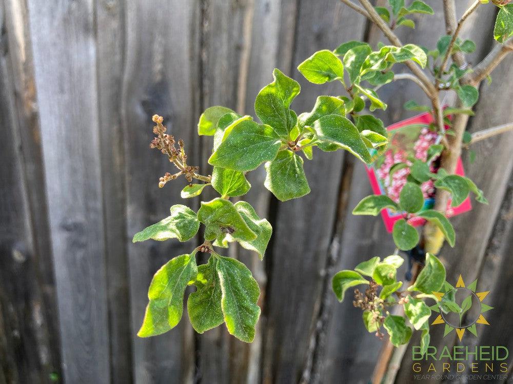 Tinkerbelle® Lilac Tree- Tree for sale, Grown in Grande Prairie -Braeheid Gardens Ltd. on Emerson Trail