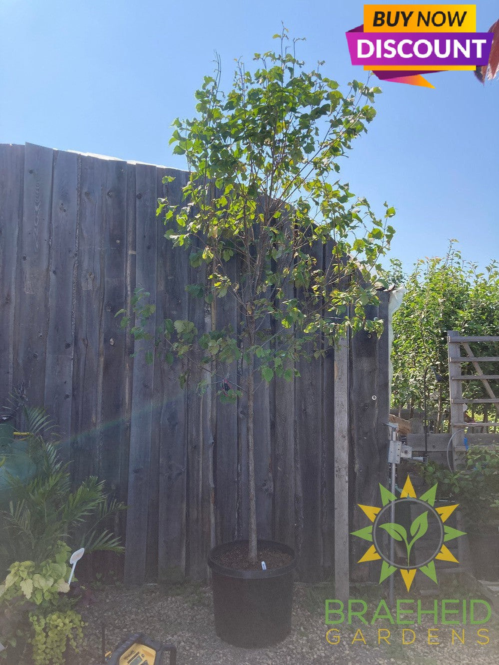 Japanese Tree Lilac