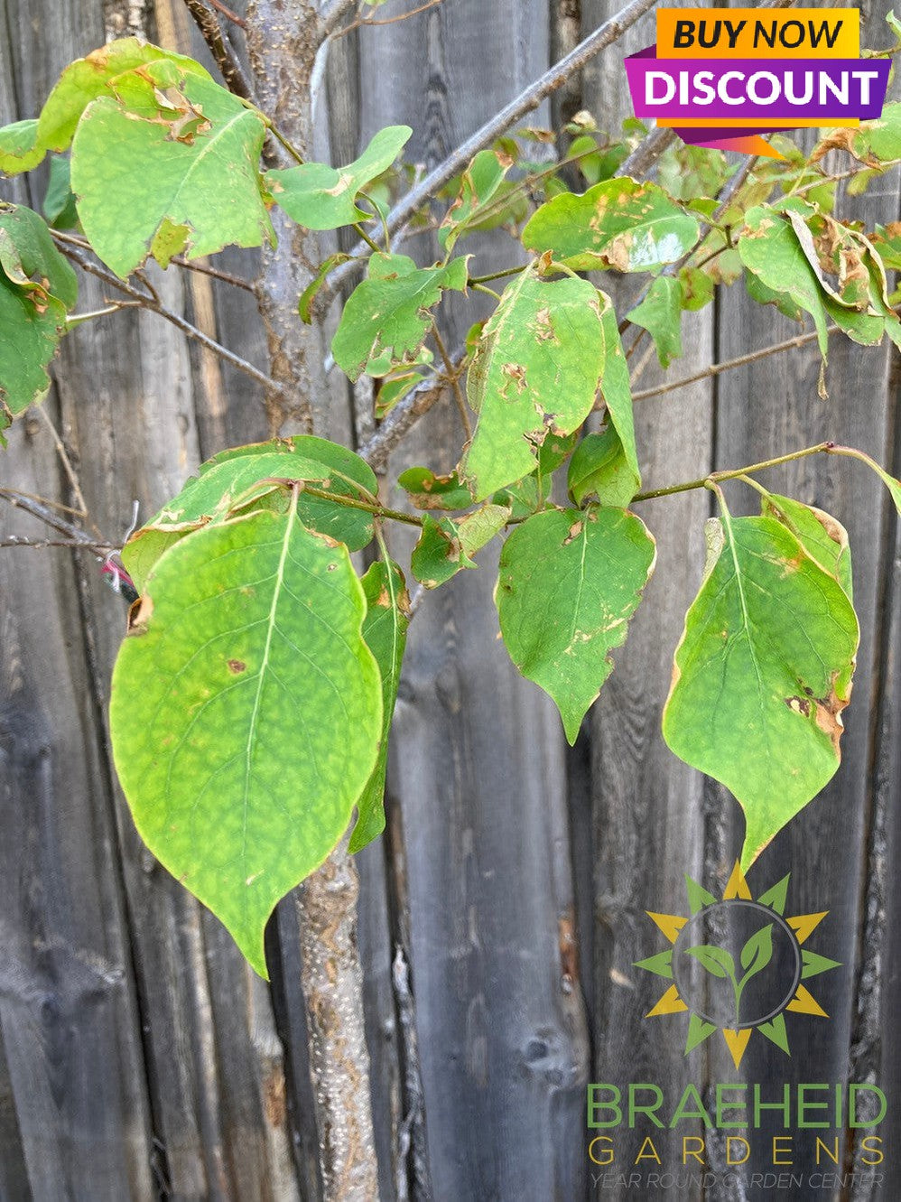 Japanese Tree Lilac