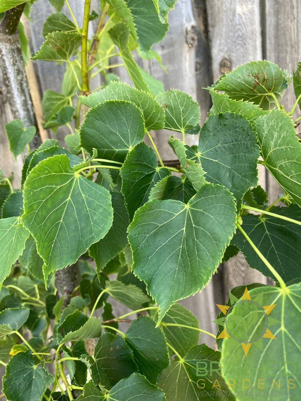 Dropmore Linden- Tree for sale, Grown in Grande Prairie -Braeheid Gardens Ltd. on Emerson Trail