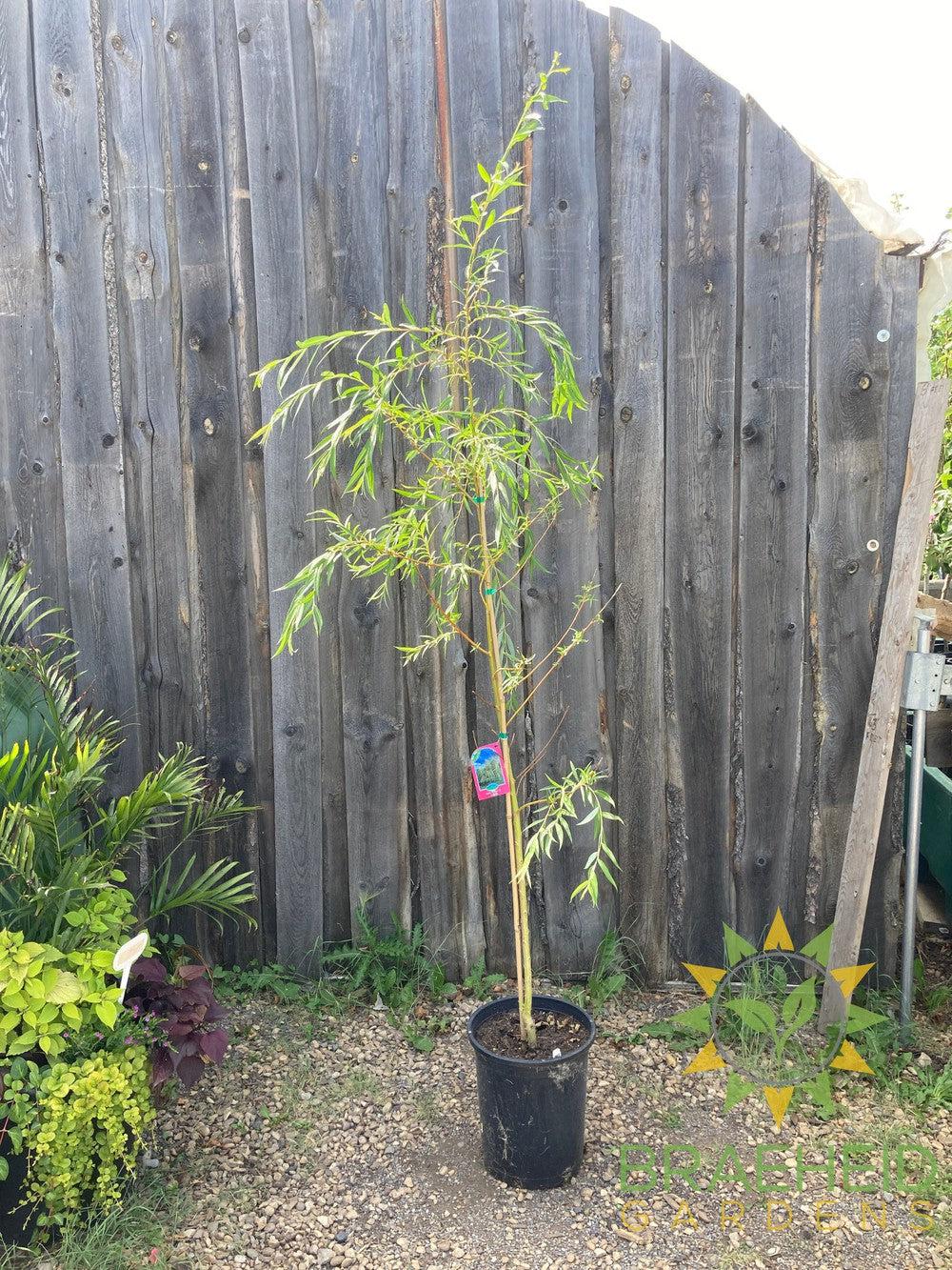 Niobe Willow - NO SHIP - Tree for sale, Grown in Grande Prairie -Braeheid Gardens Ltd. on Emerson Trail