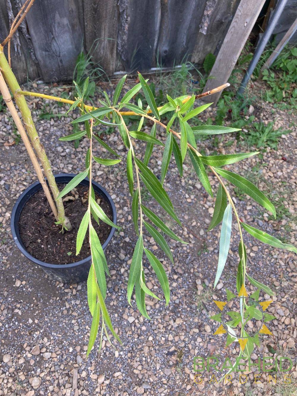 Niobe Willow - NO SHIP - Tree for sale, Grown in Grande Prairie -Braeheid Gardens Ltd. on Emerson Trail