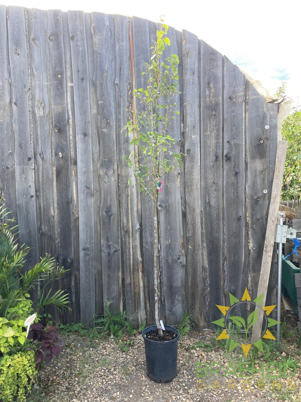 Navigator Pear- Tree for sale, Grown in Grande Prairie -Braeheid Gardens Ltd. on Emerson Trail