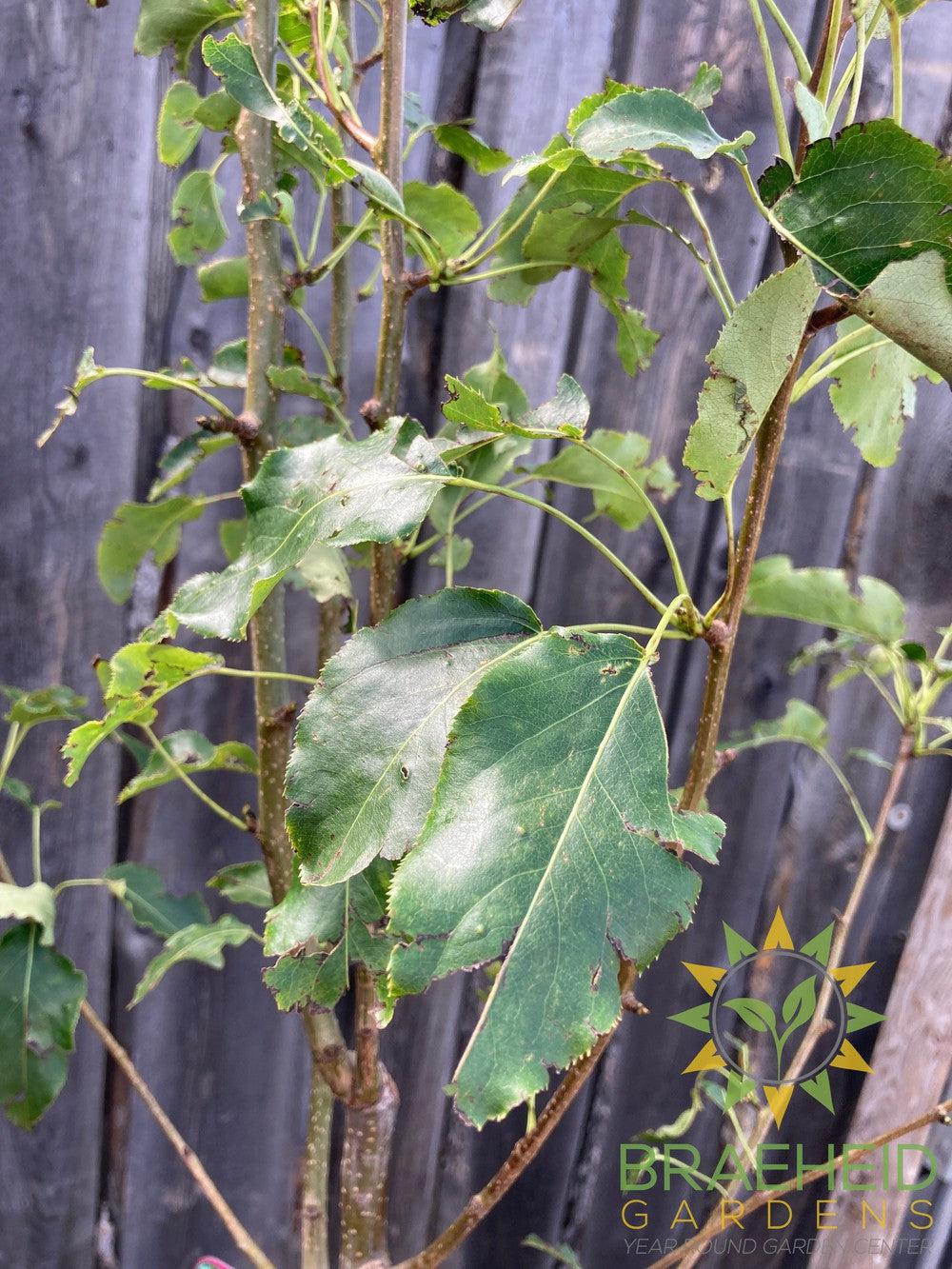 Navigator Pear- Tree for sale, Grown in Grande Prairie -Braeheid Gardens Ltd. on Emerson Trail