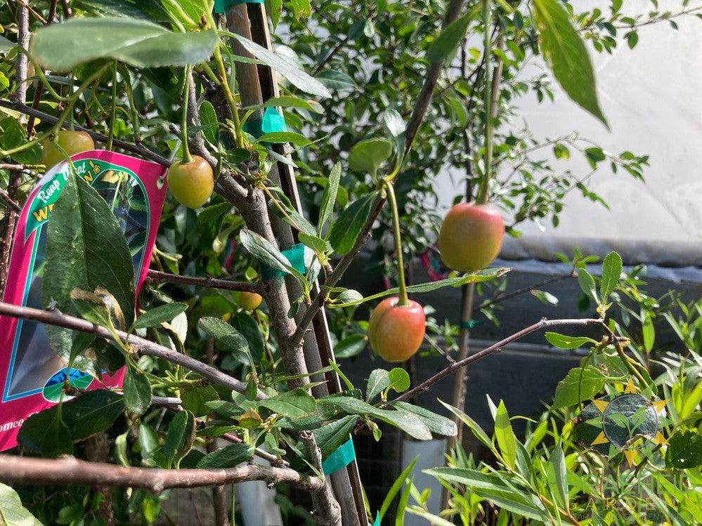 Romeo Cherry Tree- Tree for sale, Grown in Grande Prairie -Braeheid Gardens Ltd. on Emerson Trail