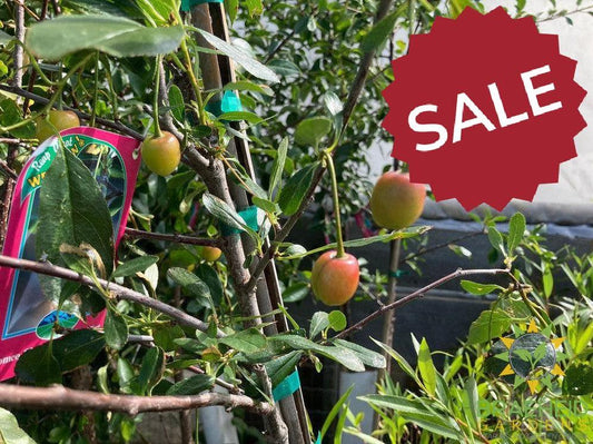 Auction #1 - Beginner’s Orchard Bundle – 9 Hardy Edible Fruit Trees + Fertilizer – Zone 3b Friendly