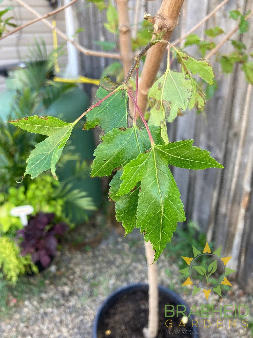 Amur Maple Tree- Tree for sale, Grown in Grande Prairie -Braeheid Gardens Ltd. on Emerson Trail