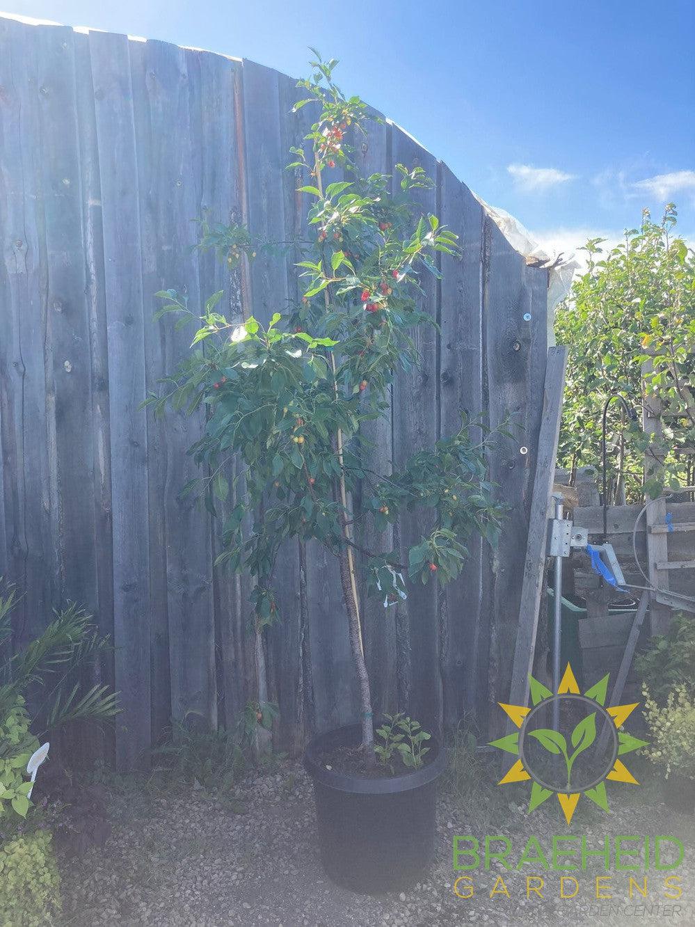 Evans Sour Cherry Tree- Tree for sale, Grown in Grande Prairie -Braeheid Gardens Ltd. on Emerson Trail