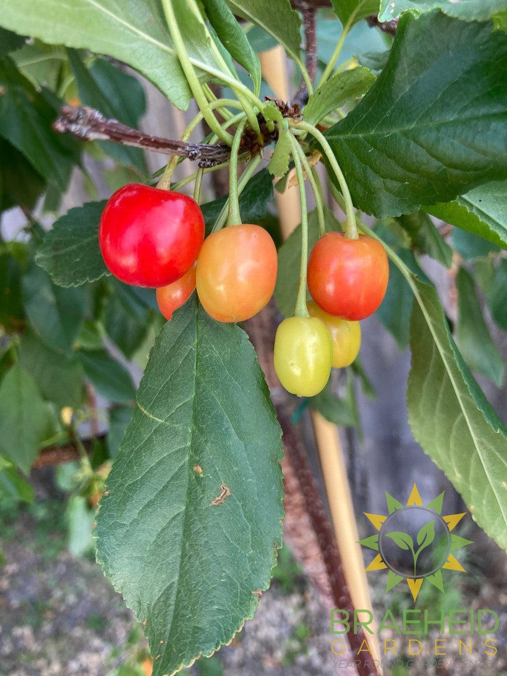 Evans Sour Cherry Tree- Tree for sale, Grown in Grande Prairie -Braeheid Gardens Ltd. on Emerson Trail