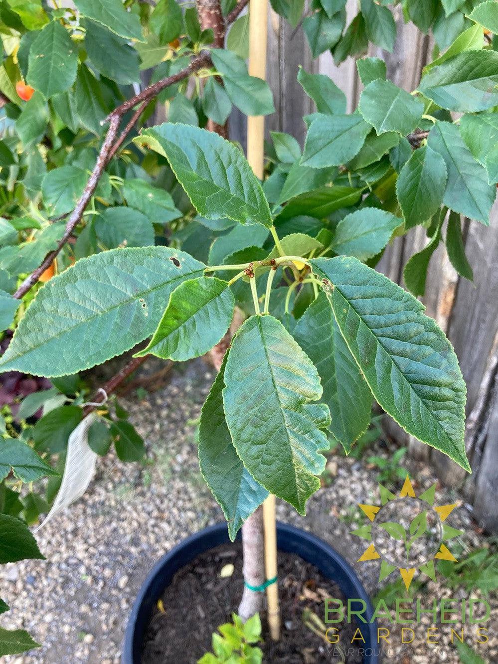 Evans Sour Cherry Tree- Tree for sale, Grown in Grande Prairie -Braeheid Gardens Ltd. on Emerson Trail