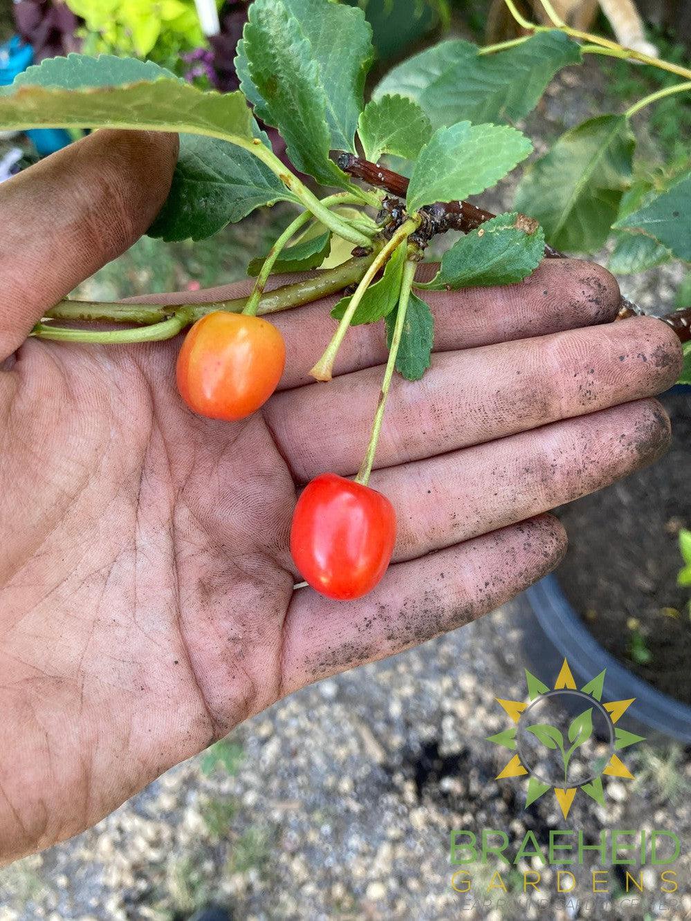 Evans Sour Cherry Tree- Tree for sale, Grown in Grande Prairie -Braeheid Gardens Ltd. on Emerson Trail