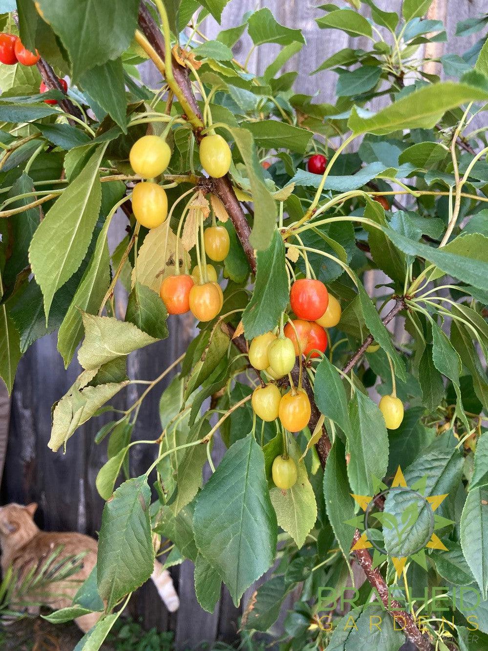 Evans Sour Cherry Tree- Tree for sale, Grown in Grande Prairie -Braeheid Gardens Ltd. on Emerson Trail