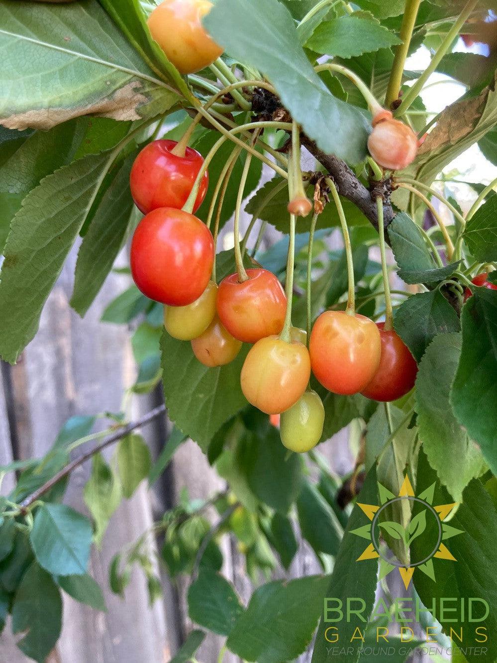 Evans Sour Cherry Tree- Tree for sale, Grown in Grande Prairie -Braeheid Gardens Ltd. on Emerson Trail