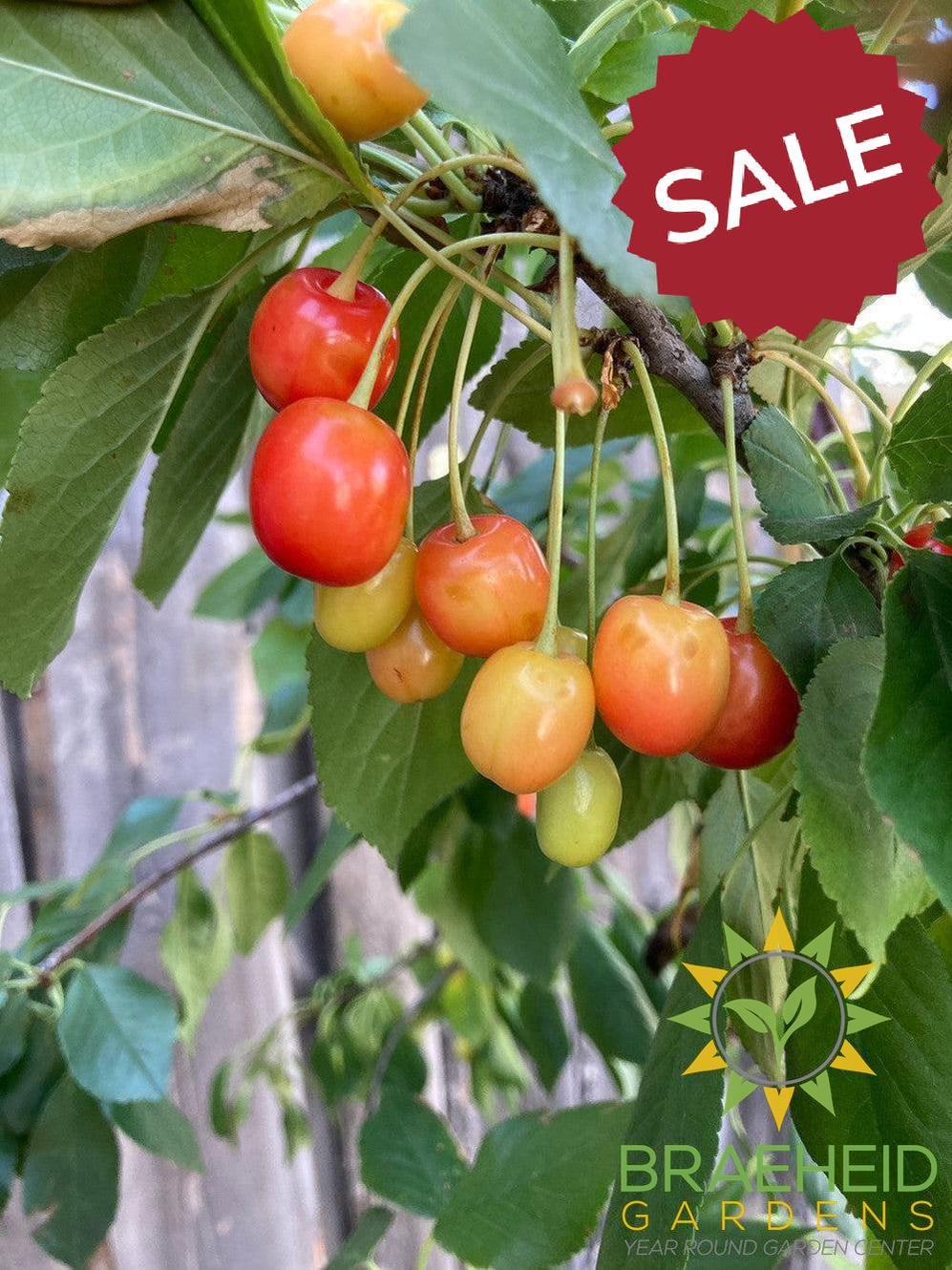 🍐🍒 Auction #5 – Cold-Hardy Pear & Cherry Collection (Zone 2–3)