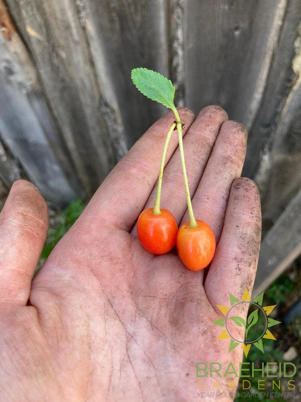 Evans Sour Cherry Tree- Tree for sale, Grown in Grande Prairie -Braeheid Gardens Ltd. on Emerson Trail