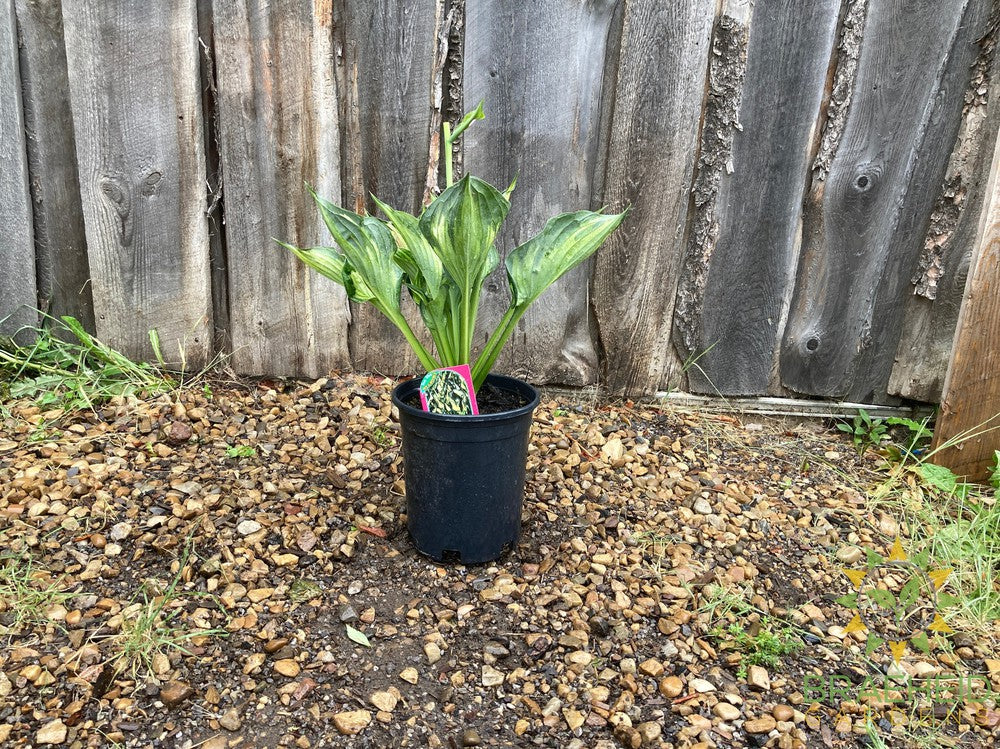 Whirlwind Hosta - NO SHIP