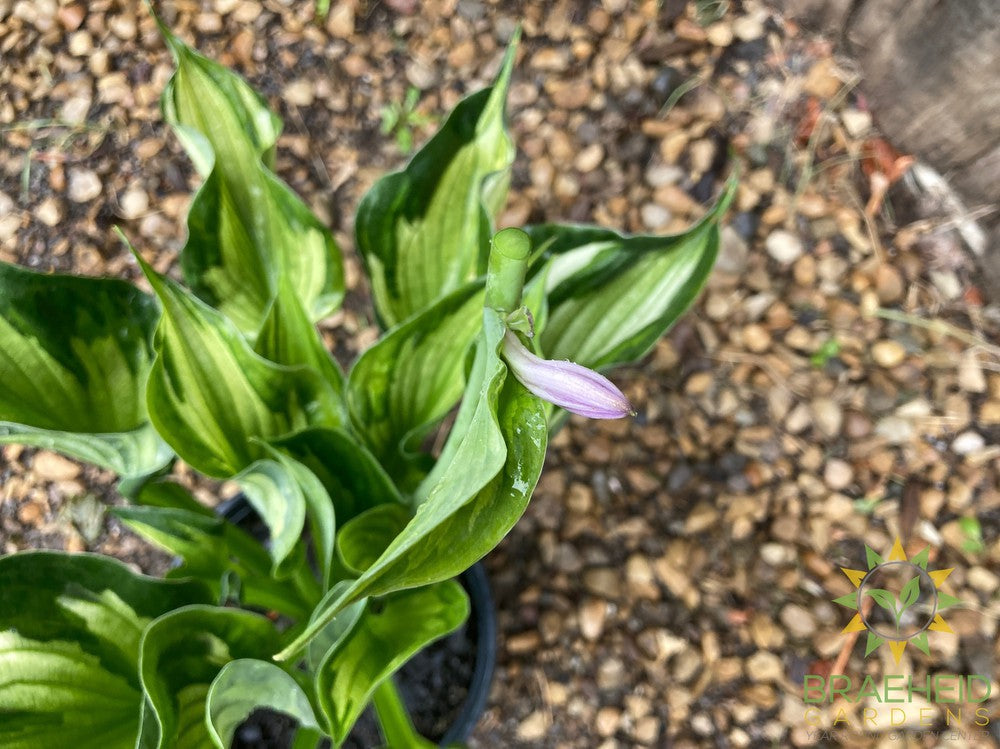 Whirlwind Hosta - NO SHIP