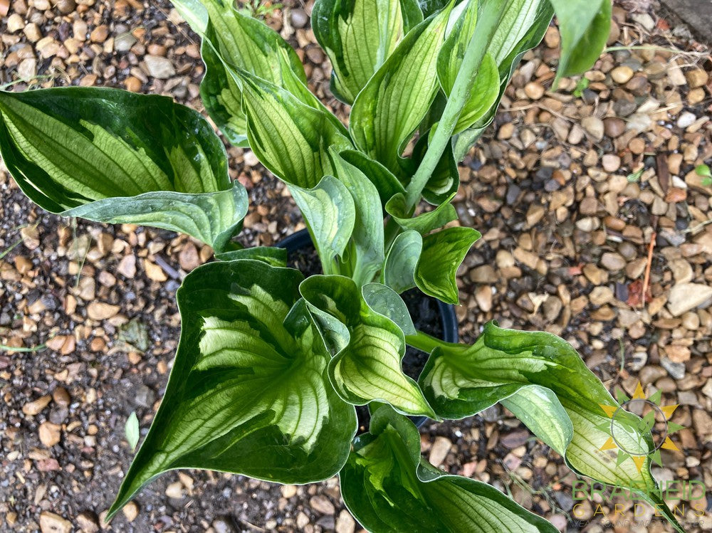 Whirlwind Hosta - NO SHIP