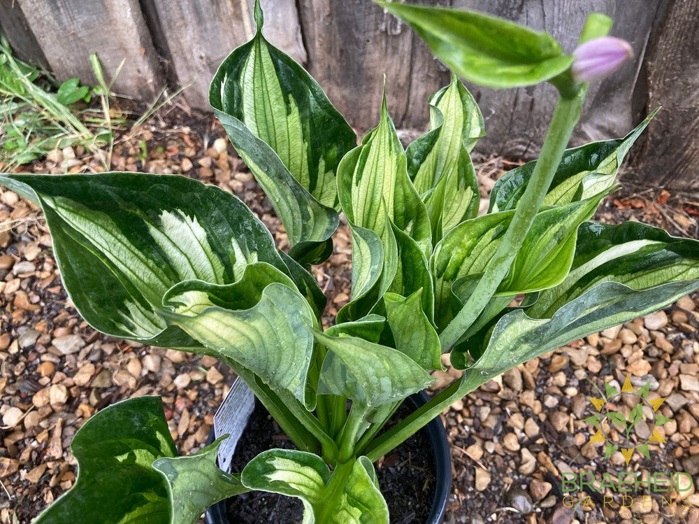 Whirlwind Hosta - NO SHIP