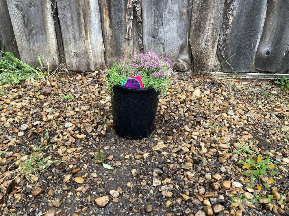 Red Creeping Thyme