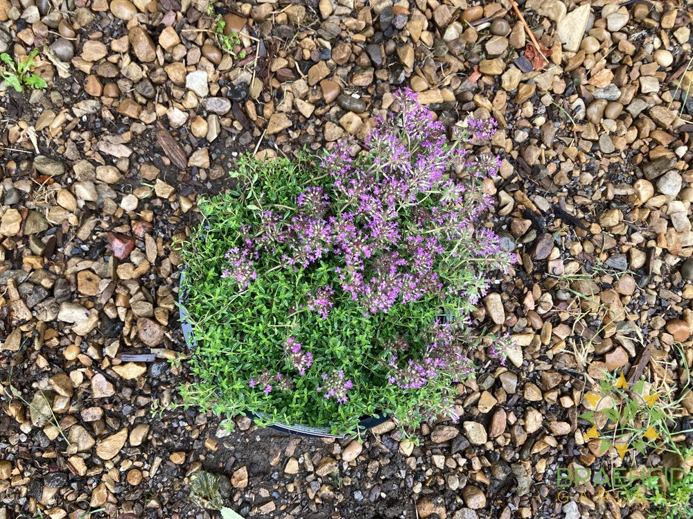 Red Creeping Thyme