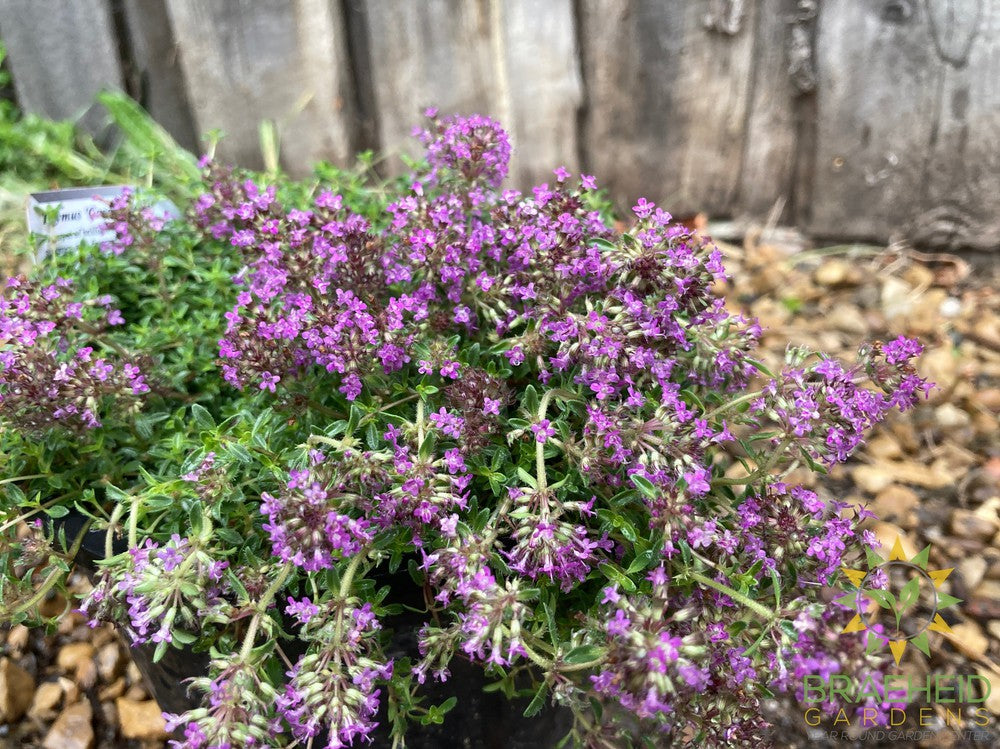 Red Creeping Thyme