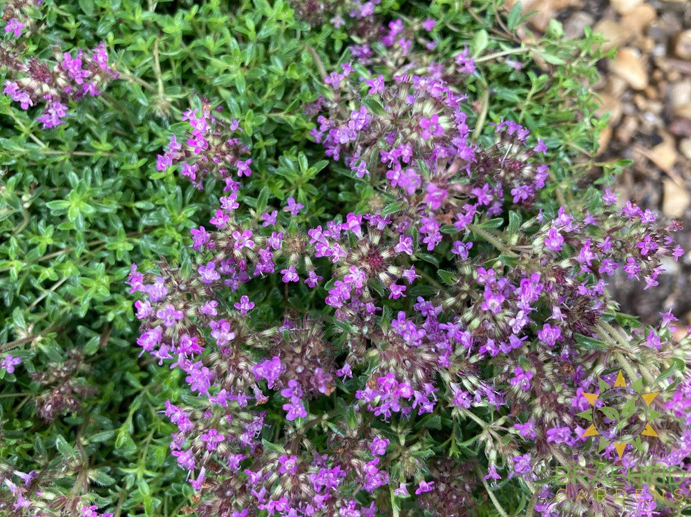 Red Creeping Thyme