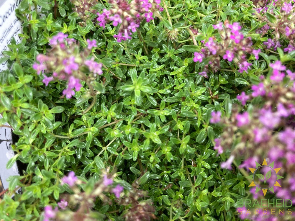 Red Creeping Thyme