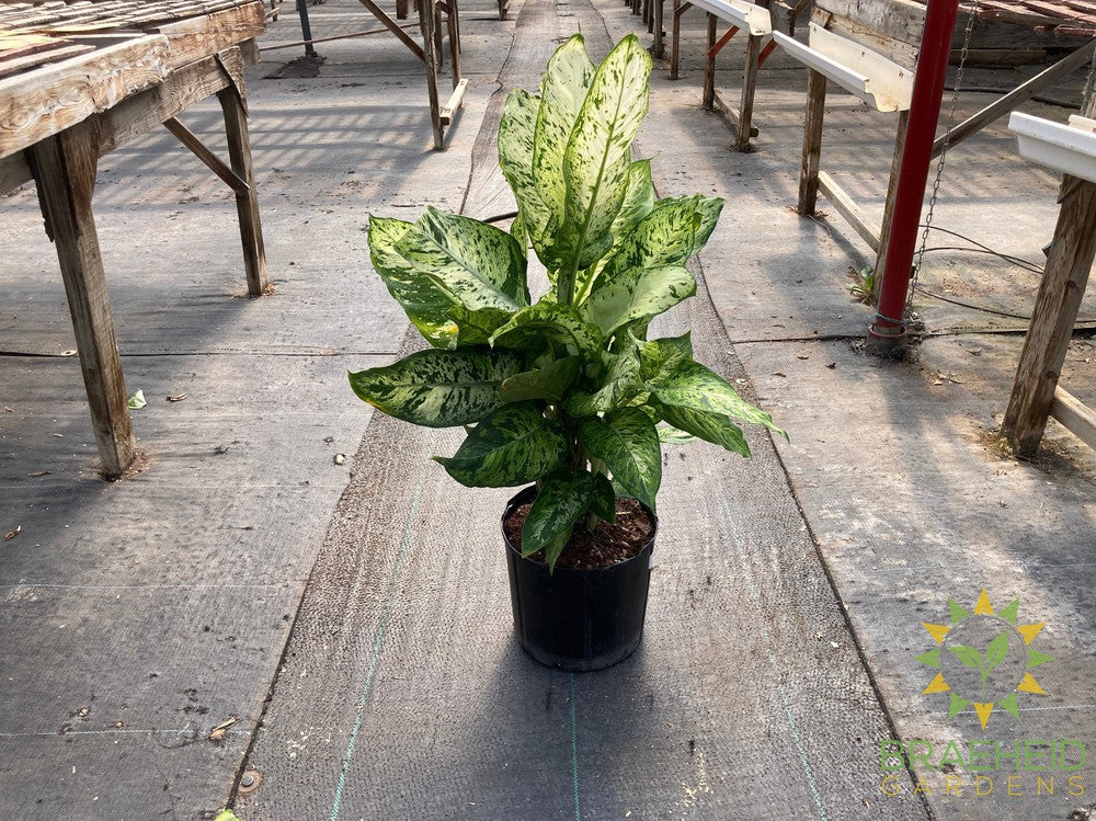 Large Dieffenbachia Sublime - NO SHIP