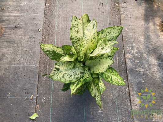 Large Dieffenbachia Sublime - NO SHIP