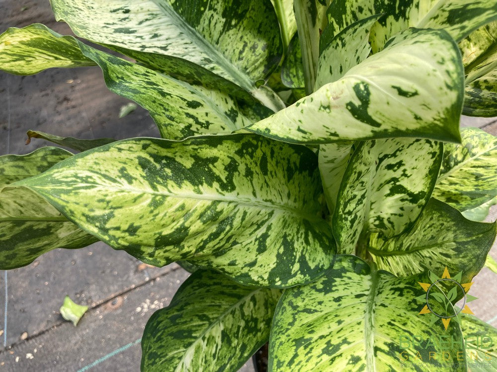 Large Dieffenbachia Sublime - NO SHIP