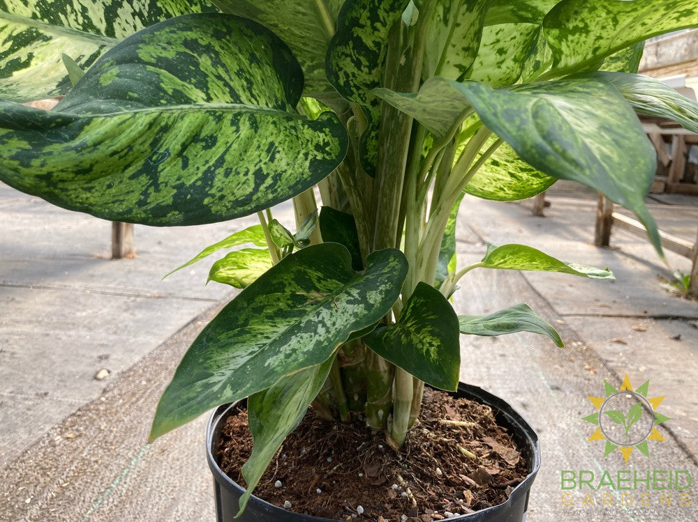 Large Dieffenbachia Sublime - NO SHIP