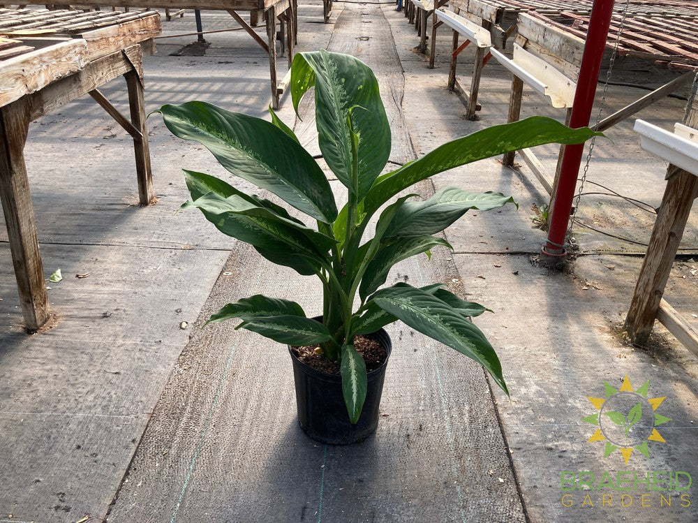 Large Dieffenbachia Cougar - NO SHIP