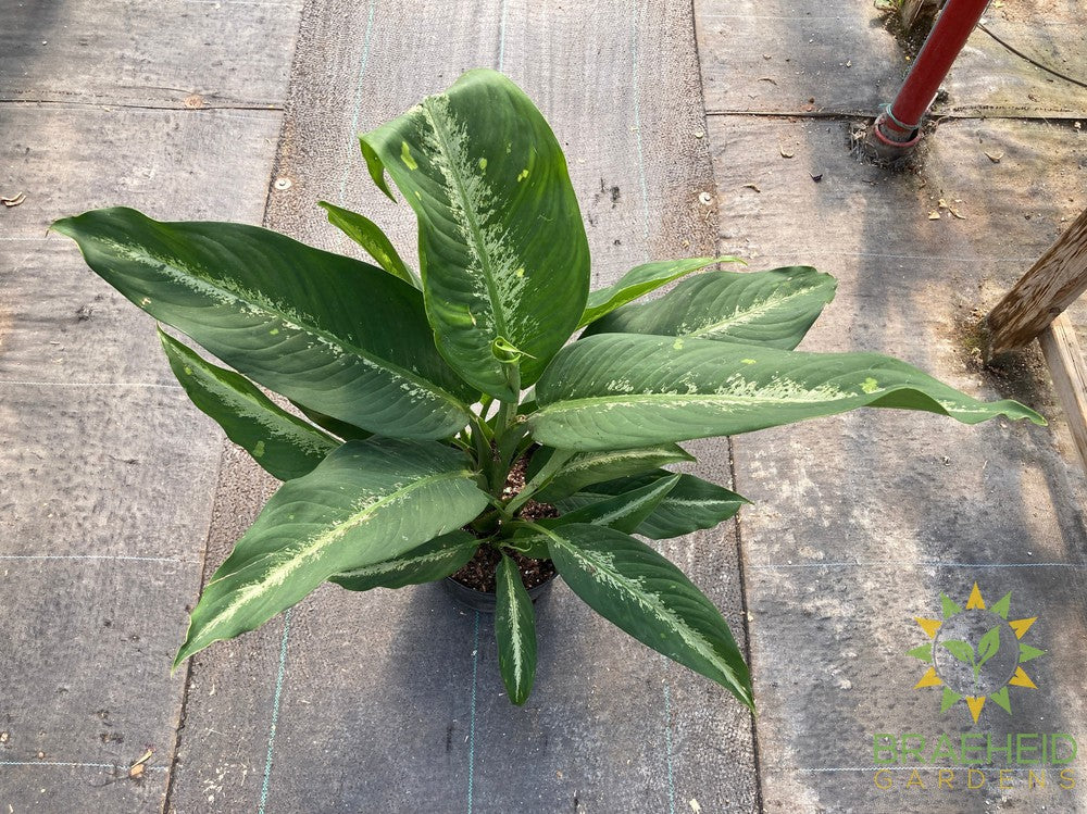 Large Dieffenbachia Cougar - NO SHIP