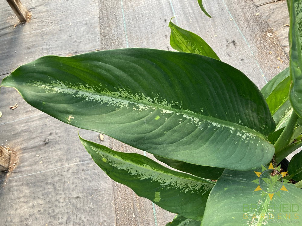 Large Dieffenbachia Cougar - NO SHIP