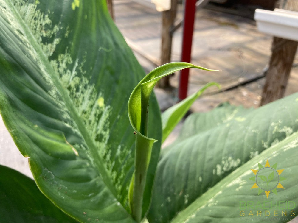 Large Dieffenbachia Cougar - NO SHIP