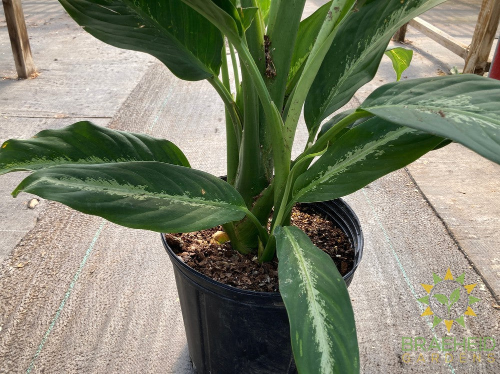 Large Dieffenbachia Cougar - NO SHIP