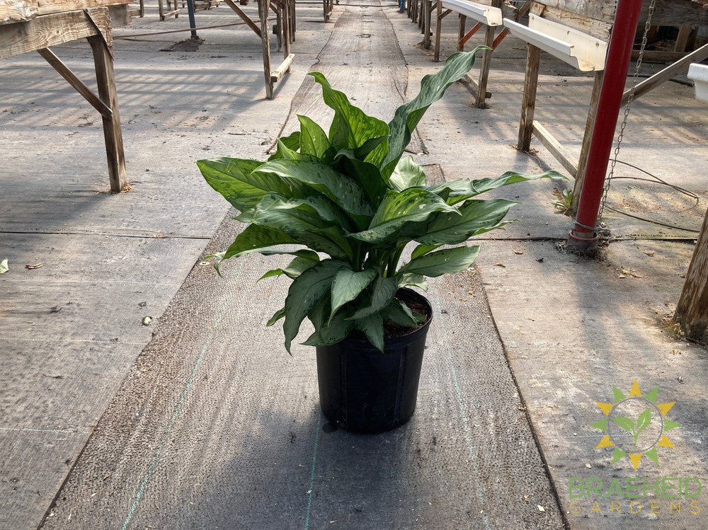 Dieffenbachia Tiki