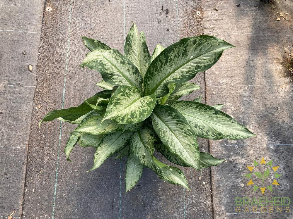 Dieffenbachia Tiki