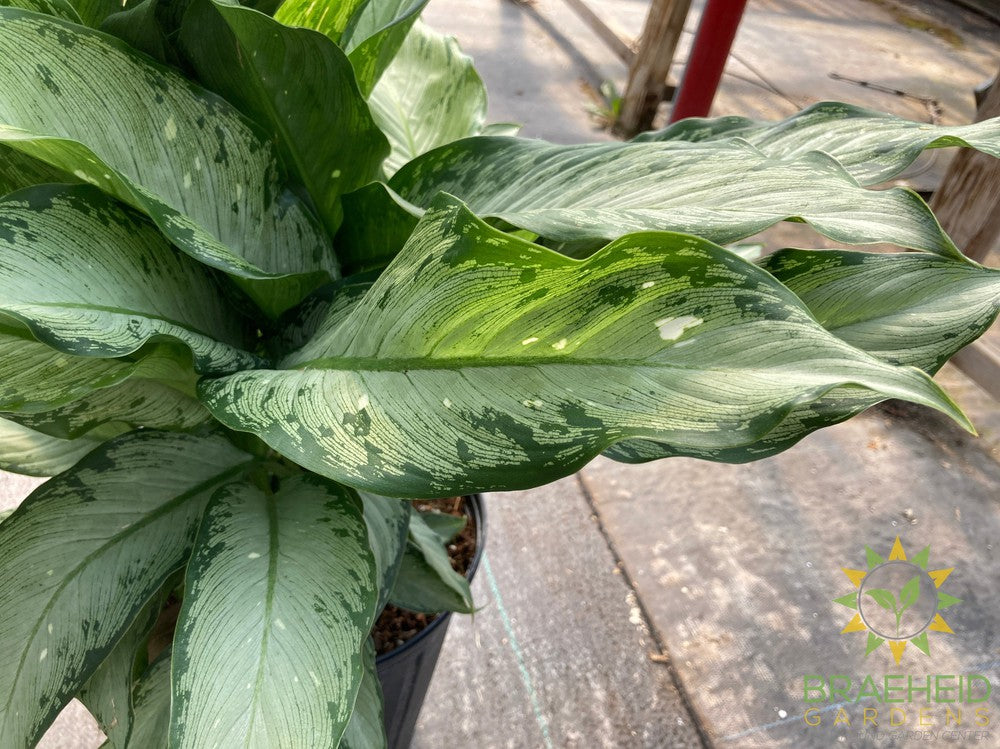 Dieffenbachia Tiki