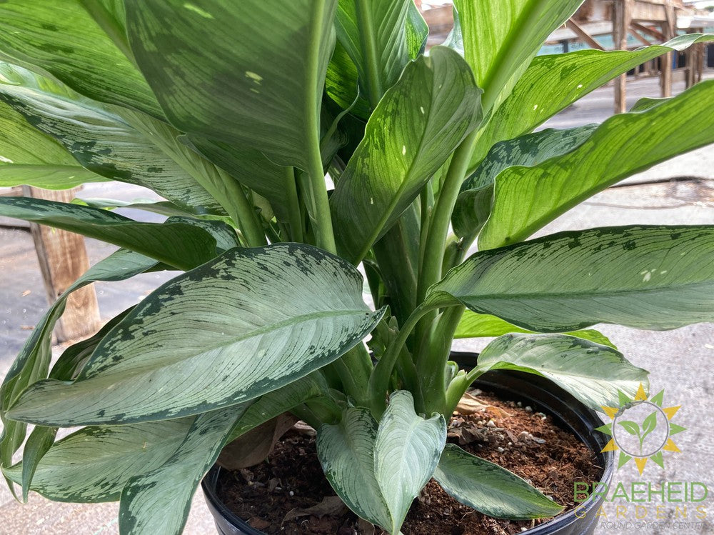 Dieffenbachia Tiki