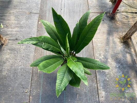 Large Philodendron Campii - NO SHIP