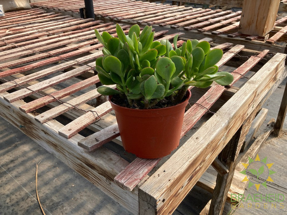 Jade Succulent (Crassula Ovata)