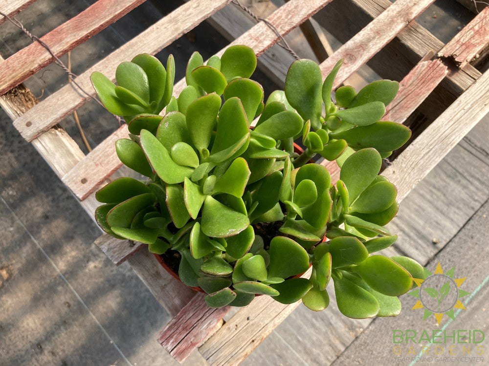 Jade Succulent (Crassula Ovata)