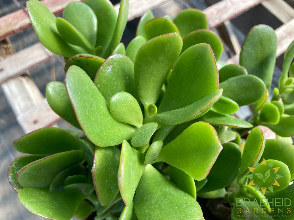 Jade Succulent (Crassula Ovata)