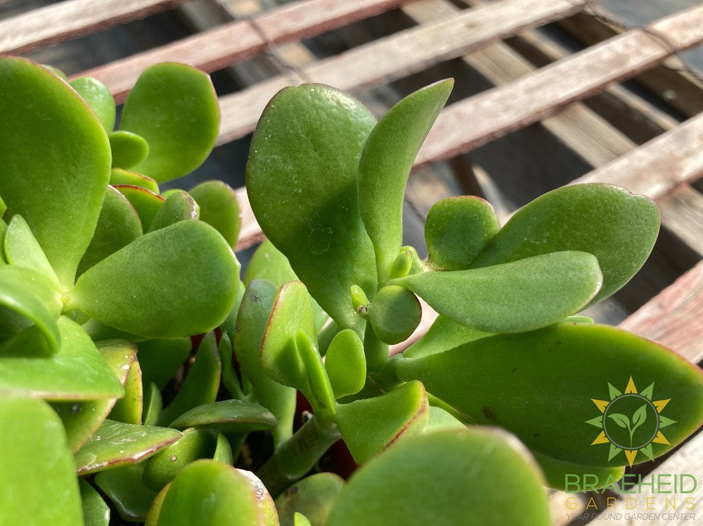 Jade Succulent (Crassula Ovata)