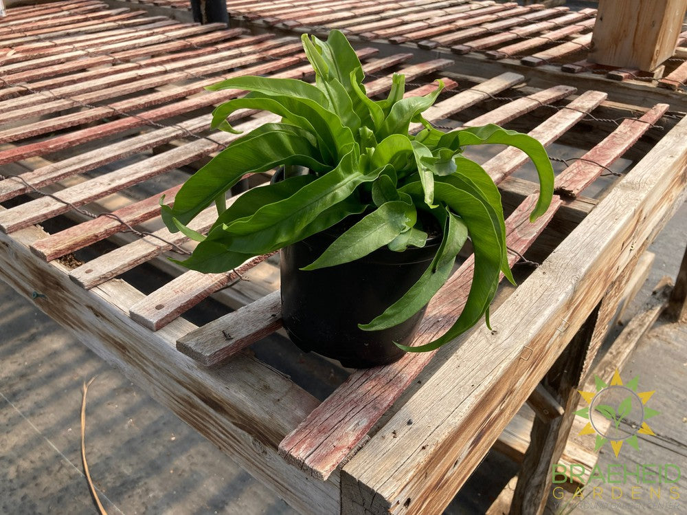 Hurricane Birdsnest Fern